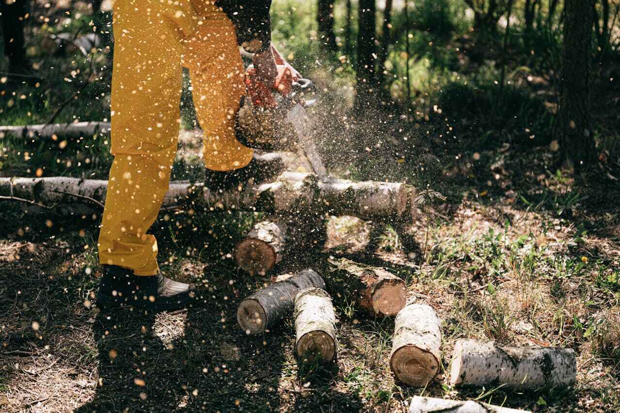 Large Tree Removal in Monroe, MI